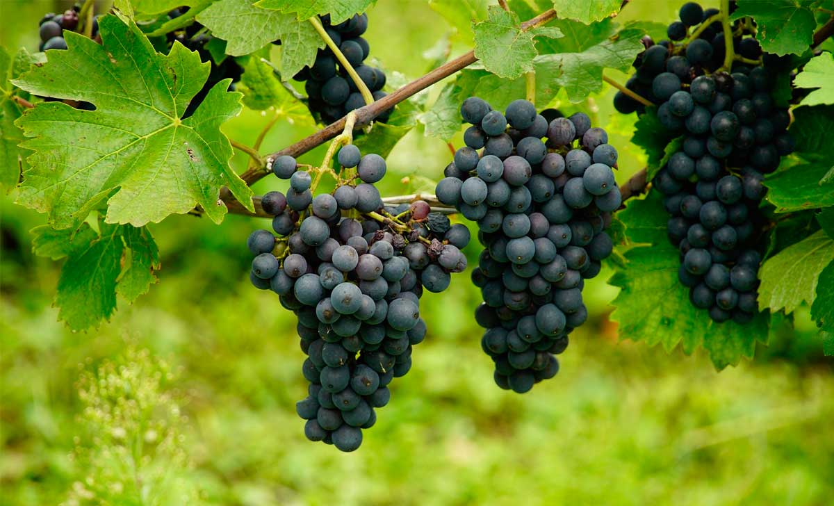 viinamarjade kasulikkus